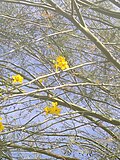 Миниатюра для Файл:Parkinsonia aculeata by Prahlad balaji 1.jpg