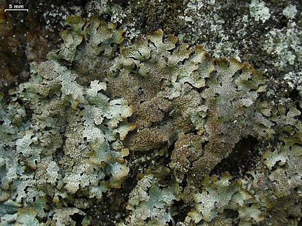 The lichen Parmelia saxatilis, a lichen known as "crottle", gave a deep red colour and distinctive scent to older Harris Tweed fabrics