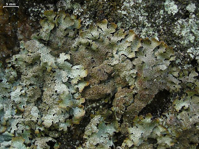 The lichen Parmelia saxatilis, a lichen known as "crottle", gave a deep red colour and distinctive scent to older Harris tweed fabrics.