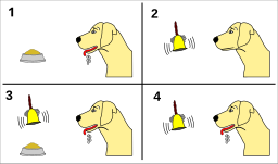 Pavlov's dog conditioning