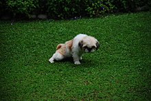 A dog trained to urinate outdoors rather than in its human owners' house Peepee time for little puppy.jpg