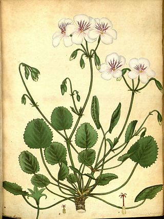 <i>Pelargonium elegans</i> Species of flowering plant