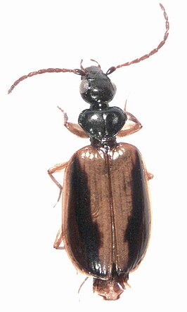 Pentagonica vittipennis