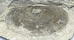 Perspicaris sp. (fossil bivalved arthropod) (Wheeler Formation, Middle Cambrian; House Range, Utah, USA) 2.jpg