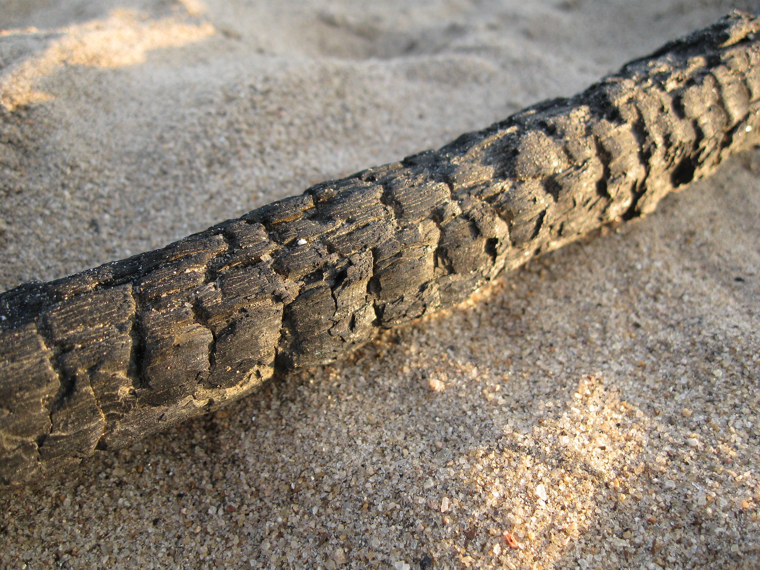 চিত্র:Petrified tree branch birishiri up close.JPG - উইকিপিডিয়া