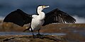 Pied Cormorant (Phalacrocorax varius). Boat Harbour, New South Wales, Australia