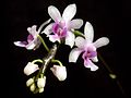 Orchidej Phalaenopsis deliciosa 644.jpg