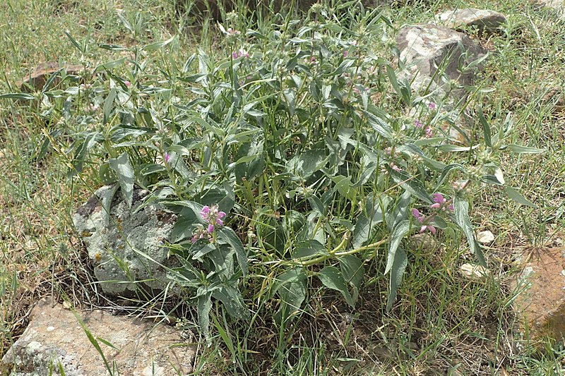 File:Phlomis herba-venti subsp pungens kz05.jpg