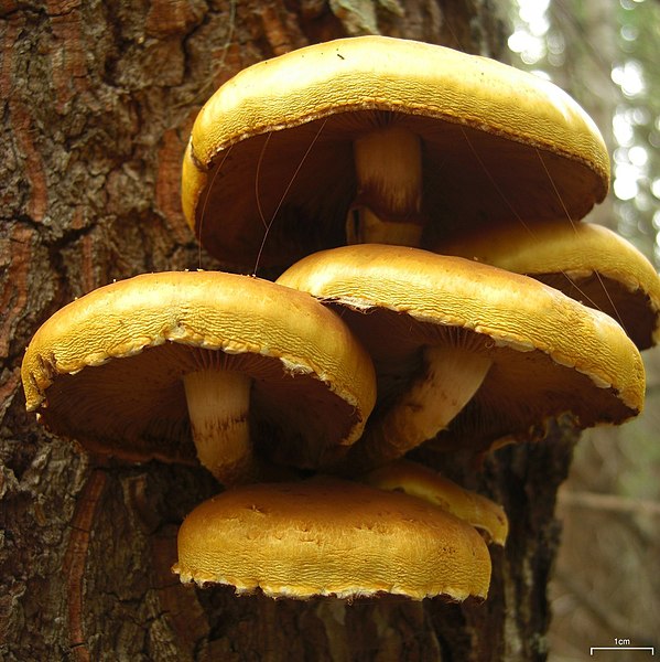 File:Pholiota aurivella (4496688537).jpg