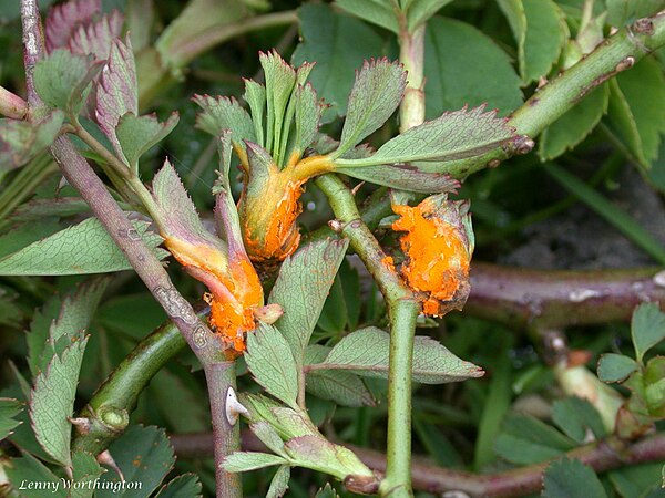 Phramidium mucrinatum on Rosa canina