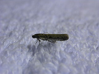 <i>Phycitodes reliquella</i> species of insect