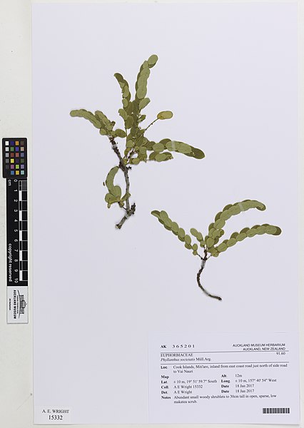 File:Phyllanthus societatis (AM AK365201).jpg