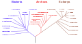 Arbre phylogénétique simplifié selon la classification phylogénétique, d’après Carl Woese.