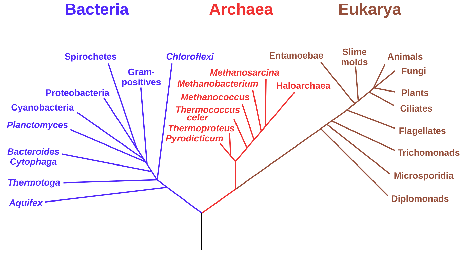 File Phylogenetic Tree Svg Wikimedia Commons