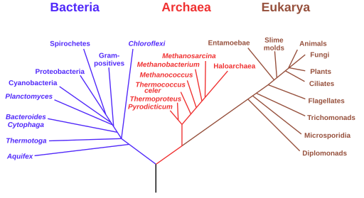 Phylogenetic tree