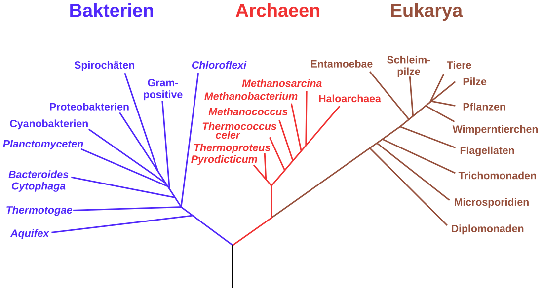 Domäne (Biologie)