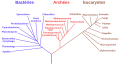 Arbre Phylogénétique: Historique, Définition et méthodes de construction, Théorie des graphes