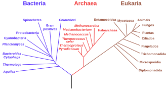 Terra: Cronologia, Composição e estrutura, Rotação e translação