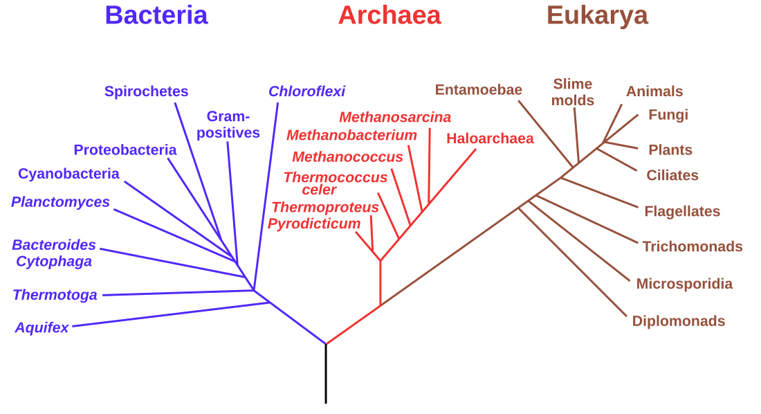 Domein (taxonomie)