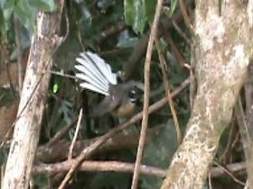 File:Pied Fantail 01.ogv