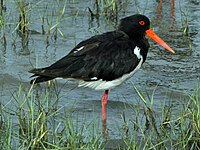 Oystercatcher, Pied Haematopus longirostris