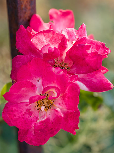 File:Pink flowers (9524901667).jpg