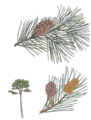 Pinus pinaster.png