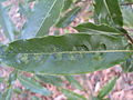 Pittosporum undulatum leaf (3128052860).jpg