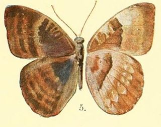 <i>Euriphene butleri</i> Species of butterfly