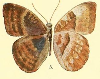 Pl.02-05-Euriphene butleri (Aurivillius, 1904) (Diestogyna).JPG