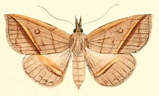 <i>Talapoptera</i> Genus of moths