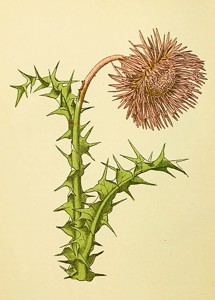 File:Plantenschat1898 226 108 Knikkende distel.—Carduus nutans.jpg