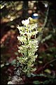 Platanthera orbiculata