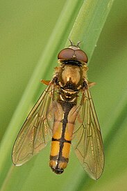 Platycheirus.fulviventris.-.lindsey.jpg