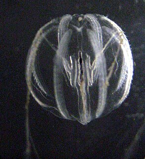 <i>Pleurobrachia bachei</i> Species of comb jelly