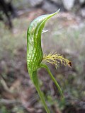 Thumbnail for Pterostylis plumosa