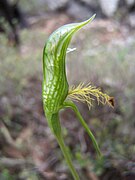 Pterostylis plumosa