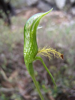 <i>Pterostylis plumosa</i> species of plant