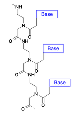 Vignette pour Acide nucléique peptidique