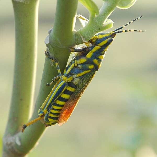 File:Poekilocerus pictus.jpg