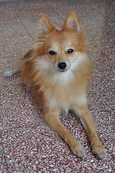 File:Pomeranian Dog - Kolkata 2011-10-31 6427.JPG