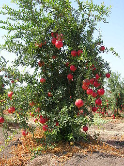 Pommegranate tree01