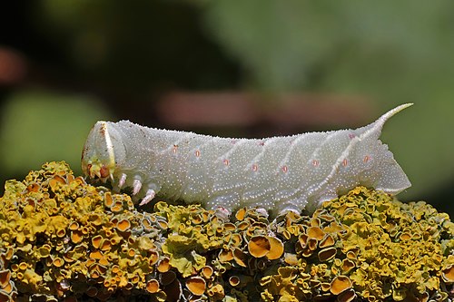 Laothoe populi, the poplar hawk-moth, is a moth of the family Sphingidae. The species is found throughout the Palearctic realm and the Near East, and is one of the most common members of the family in the region. The larvae are pale green on first hatching, at which point they are known as hornworms, later developing yellow diagonal stripes on its sides, and pink spiracles. This photograph, taken in Saint-Quentin-en-Tourmont, France, shows a L. populi larva in the late instar stage.