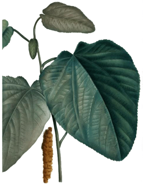 File:Populus heterophylla by Pierre-Joseph Redouté.png