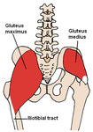 Posterior Hip Muscles 3.PNG