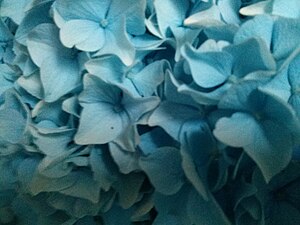 Powder blue colored hydrangea flowers