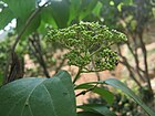 Premna latifolia Flower.JPG