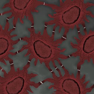 <span class="mw-page-title-main">Spinous cell</span>