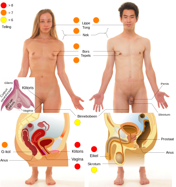 File:Primary and specific erogenous zones-af.svg
