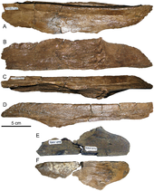 Nasal crests Probrachylophosaurus nasal crests.PNG